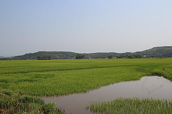 le vietnam, Asie, champ, riz, agriculteur, agriculture, ferme, vert, la nature, Voyage, ciel