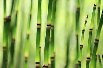přeslička, přeslička pole, plevel, léčivé rostliny, equisetum, koňský ohon, kočičí listy, přeslička rostlina, rostlin, zelená