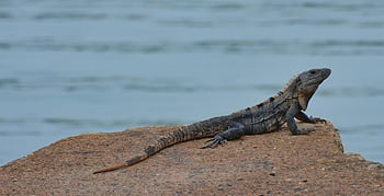 gyík, iguána, állat, természet, faj, fauna, vadvilág