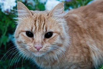 cat, feline, black Eyes, scary, demon, possessed, pet, haunted, domestic, mammal, predator