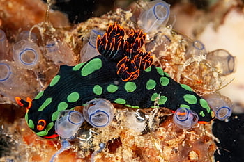 underwater, slug, reef, creature, corals, marine, ocean, pacific, water, nature, animals