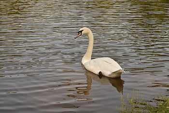 swan, bird, lake, white Swan, waterfowl, water Bird, aquatic Bird, animal, water, pond, nature
