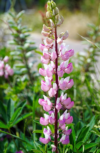 flowers, lupins, blossom, bloom, flora, botany