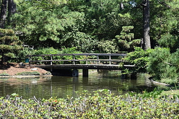 japanese Garden, hermann Park, houston, texas, lake, river, rainforest, wilderness, background, park, national Park