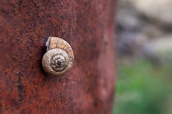 snail, mollusk, oxide, metal, texture, animal, nature, macro