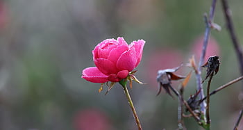 flower, bloom, rose, rose Flower, beautiful Flowers, pink, blossom, flower Background, petals, growth, flower Wallpaper
