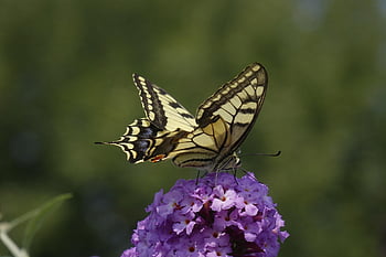 vzácný otakárek, motýlí keř, opylování, hmyz, motýl, papilio machaon, otakárek, Příroda, zblízka, makro