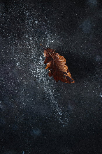 visnet blad, frossen overflate, frostig is, vinter scene, nærbilde fotografering, tørket blad, Ice-dekket overflate, vinterlandskap, frostig bakgrunn, enkeltblad, naturfotografering