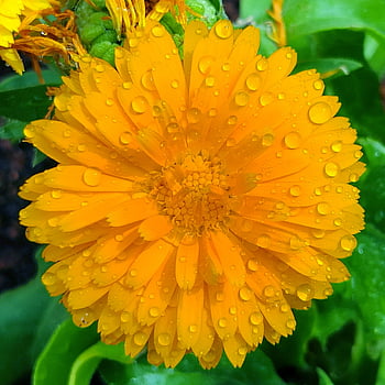 that's The Nature Beauty, yellow, flower, water Drops, nature, meditation, plant, flora, flower Wallpaper, life, bloom