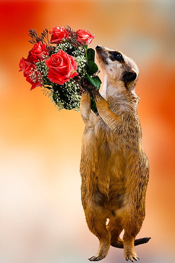 følelser, kærlighed, symbol, Giv en gave, flok blomster, roser, meerkat, Valentins Dag, Fødselsdato, lykønskningskort, glædelig Mors Dag
