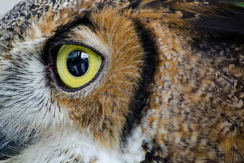 occhio di gufo, fotografia ravvicinata, iride gialla, occhio di uccello, piume dettagliate, fotografia naturalistica, primo piano della natura, occhio animale, colpo di macro, piume di gufo, uccello notturno