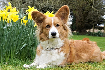 dog, welsh Cardigan Corgi, corgi, nature, cute, animal, pet, adorable