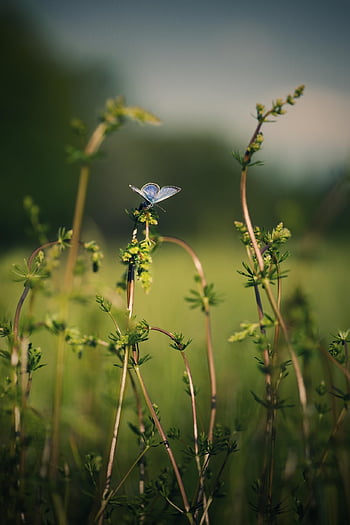butterfly, insect, wings, plants, grass, meadow, spring, green, nature, entomology, fauna