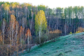 nature, spring, trees, landscape, morning, grass, frost, birch, siberia