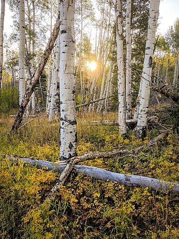trees, leaves, forest, nature, autumn, scenic, scenery, mountains, foliage, outdoors, colorful