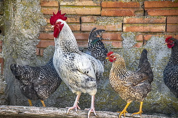 animals, gallo, hens, pens, birds, plumage, colorful
