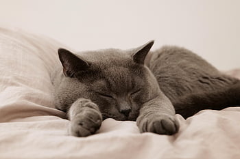 cat, pet, animal, domestic, nature, feline, mammal, sleep, bed, british Cat, british Shorthair