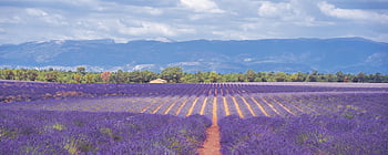 pole levandule, levandule, krajina, Příroda, francouzská levandule, pěstování levandule, letní, provence, jižní Francie