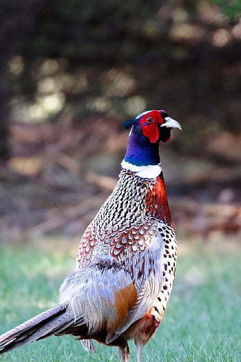 bird, pheasant, plumage, fowl, ring-necked Pheasant, outdoors, nature