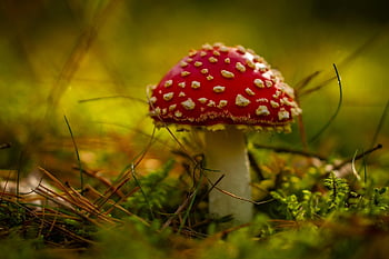 toadstool, mushroom, mycology, forest, autumn, toxic, litter, nature