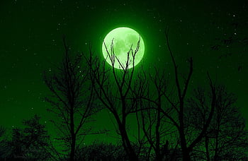 full Moon, green, night, star, sky, trees, silhouette, night Sky, shot, capture, sky Star
