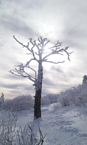 태백산 주목, 朱木, taebaeksan, mt, 주목, 겨울나무, yew Tree, yew, gangwon-do