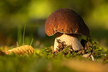 houba, růst, jedlý, mech, louka, tráva, Příroda, makro perspektiva