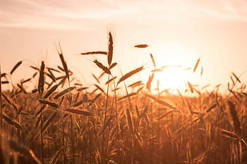 brown wheat field, sunset, golden wheat, serene view, warm sunset, harvest, tranquility, wheat field sunset, natural landscape, rural scene, golden hour