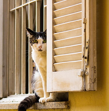 cat, pet, window, house, nature, animal