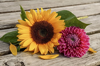 sunflower, dahlia, summer, sunny, to Dye, yellow, pink, garden, nature, petals, blossoms