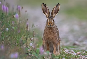 rabbit, field, animal, field Hare, wild Animal, mammal, wildlife, easter Bunny, fur, ears, furry