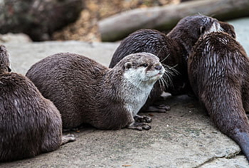 otters, mammal, animal, otter Family, wildlife, nature, zoo, otter, mamal, water