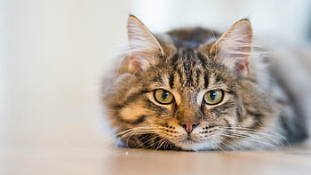 silver tabby cat, brown wooden surface, fluffy tabby cat, piercing eyes, resting indoors, beautiful coat, whiskers, indoor cat, tabby cat, wooden surface, cat resting