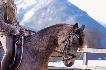 donna, cavallo, pony, natura, giro, equino, equestre, mammifero, lezione di equitazione, cavalla, ragazza