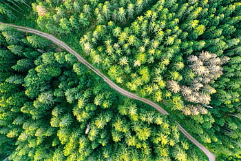 forest, tree, nature, landscape, green, woods, leaves, mountain, path, road, aerial View