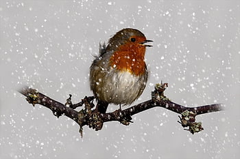 rudzik, ptak, Oddział, śnieg, zimowy, Robin Redbreast, europejski robin, ptak wróblowaty, zwierzę, dzikiej przyrody, Natura