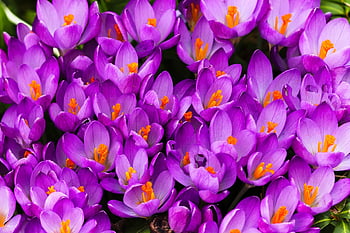 krokus, crocus květiny, jaro, nachový, krásné květiny, květ, brzy bloomer, park, příznaky jara, květy, květinové tapety