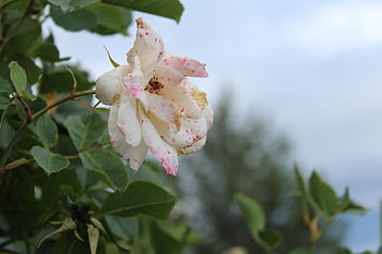 flower, nature, flowers, flora, bloom, plant, rose, field, petals, butterfly, spring