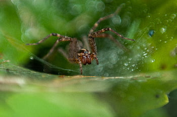 Serangga web laba -laba, arakhnida, bug, merapatkan, makhluk, menyeramkan, detail, taman, halloween, serangga, daun