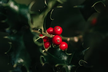 holly, berries, nature, plant, fruits, red Berries, ilex, christmas, advent