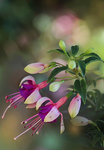 flowers, petals, buds, plant, flora, leaves, fuchsia, nature