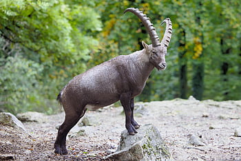 zvíře, alpský kozorožec, les, kozorožec, divoká koza, divoké zvíře, savec, steinbock, kytice, kamenné kozy, rohy