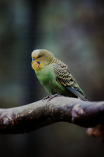 Green Budgerigar, close-up, vibrant budgerigar, perched outdoors, tree branch, natural setting, budgie, parakeet, bird photography, wildlife photography, nature photography