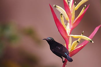 bird, nature, sunbird, ornithology, species, fauna, avian, animal, beak, wildlife, wild Life