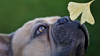 francia bulldog, kutya, ormány, kóstoló, házi kedvenc, szippantás, ginkgo levél, őszies, zöld háttér, állat, hűséges megjelenés