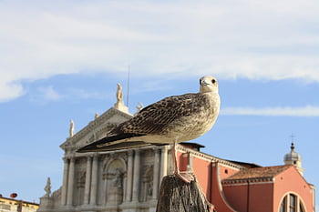 gull, bird, beak, feathers, nature, plumage, city, water, tourism, scenic, vacation