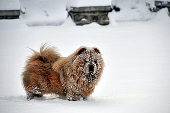 dog, animal, chow Chow, snow, nature, observe, pet, walk On Snow