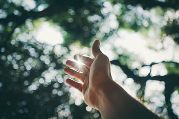 hånd nå himmel, sollys, frodig skog, selektiv fokusering, naturfotografering, utendørs scene, menneskelig hånd, trebaldakin, naturlig lys, rolig øyeblikk, bokeh effekt