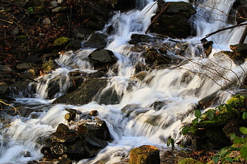 stream, water, wet, bach, landscape, nature, scenic, forest, flowing, move, stone