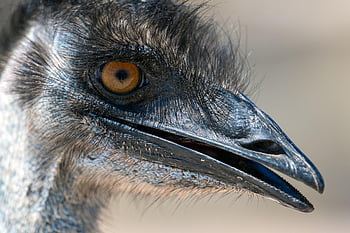 uccello, natura, emu, ornitologia, specie, fauna, aviaria, becco, animale, dromaius novaehollandiae, scimmia mia